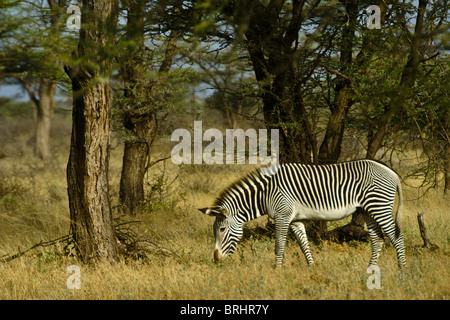 Grevy's zebra grazing, Samburu, Kenya Stock Photo