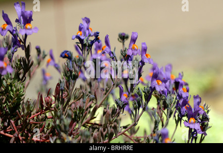 Androsace hedreantha, Primulaceae (aka Aretia brutia, Aretia hedraeantha and Primula hedreantha) Stock Photo