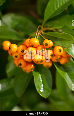 Orange berries on Firethorn (Pyracantha 'Soleil d'Or') shrub in autumn in UK Stock Photo