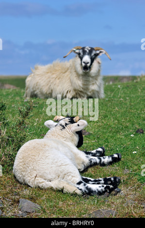 Scottish Black Faced / Blackface Sheep (Ovis aries) ewe calling lamb in field in the Highlands, Scotland, UK Stock Photo