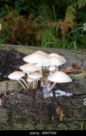 fungus growing on dead wood, a fallen tree on the side of a Buckinghamshire road in early Autumn Stock Photo