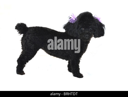 Black toy poodle with purple bows in ears. Isolated on white background. Stock Photo