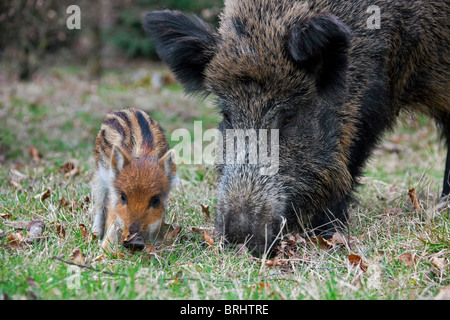 Wild boar (Sus scrofa) sow with piglet foraging in forest in spring, Germany Stock Photo