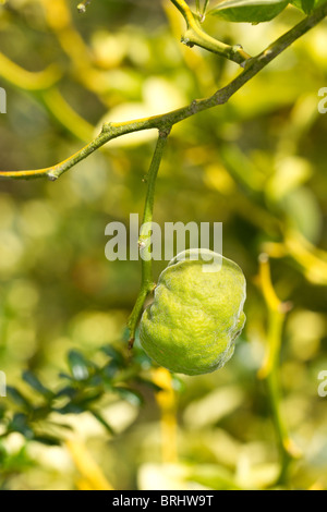 Hardy Orange fruit (Poncirus trifoliata) in early Autumn in UK Stock Photo