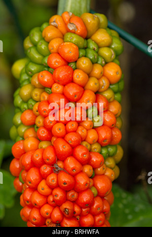 Voodoo Lily (Dracunculus vulgaris) fruits beginning to grow to hold the seeds for new plants Stock Photo