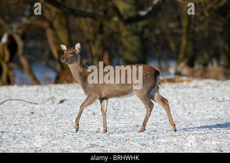 Sika deer (Cervus nippon) hind in forest in the snow in winter, Denmark Stock Photo