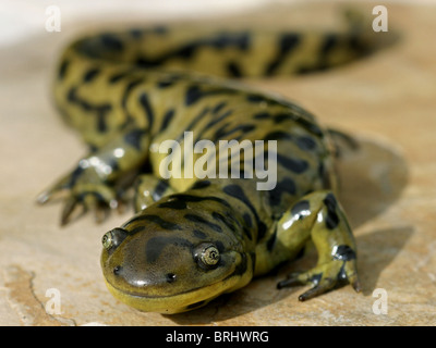 Blotched Tiger Salamander (Ambystoma mavortium melanostictum) Stock Photo