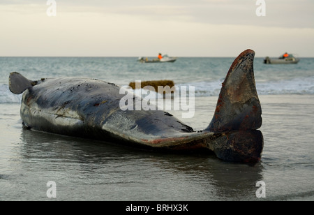 Stranded Pilot whale that didn't survive the trip to Rarawa Beach for refloating Stock Photo