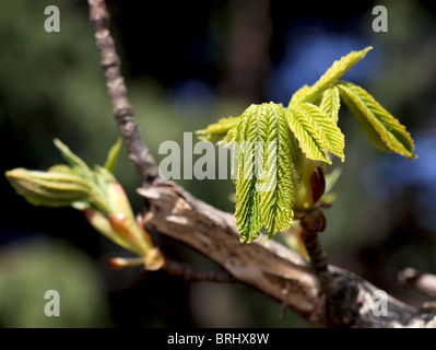 new spring leaves on tree Scotland Stock Photo