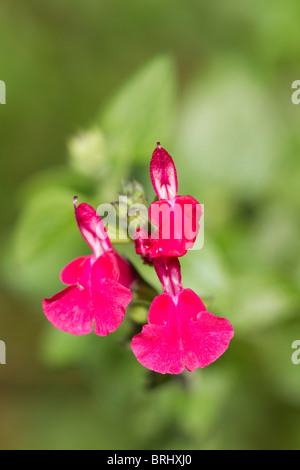 Cerise pink flowers of the Spotted Dead-Nettle (Lamium maculatum) in bloom in early Autumn in UK Stock Photo