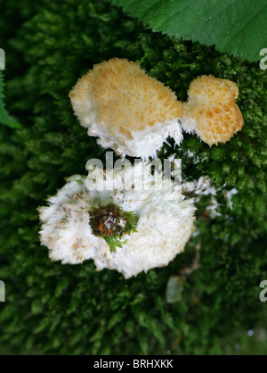 Tiered Tooth Fungus, Hericium cirrhatum, Hericiaceae. Growing on Mossy Tree Stump. Stock Photo