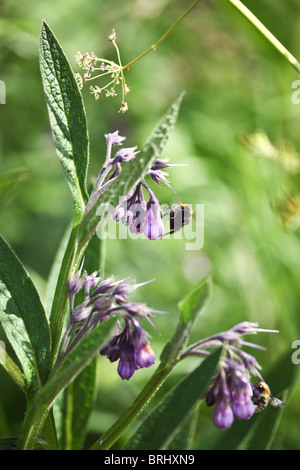 Bees busy gathering summer nectar from  wild flowers Stock Photo