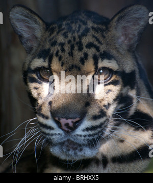 Male clouded leopard (headshot) Stock Photo