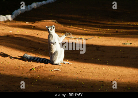 Ring-tailed lemur sunning itself, Madagascar Stock Photo