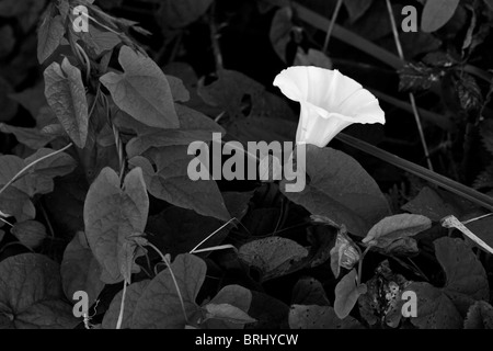 Calystegia sepium (Larger Bindweed, Hedge Bindweed, or Rutland beauty)(formerly Convolvulus sepium) Black and White. Stock Photo