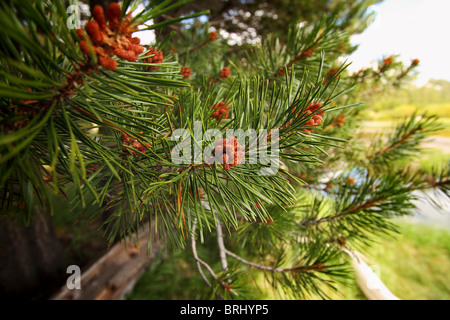 Beautiful bristle cone pine tree Stock Photo