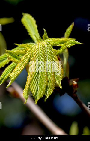 new spring leaves on trees Scotland Stock Photo