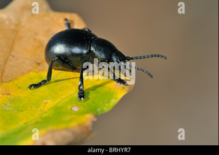 Bloody-nosed beetle / blood spewer / blood spewing beetle (Timarcha tenebricosa) on leaf Stock Photo