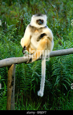 Diademed sifaka, Lemurs Island, Andasibe, Madagascar Stock Photo