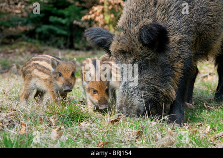 Wild boar (Sus scrofa) sow with piglets foraging in forest in spring, Germany Stock Photo