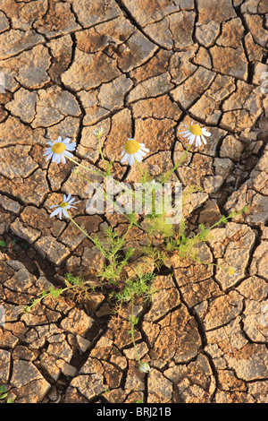 Chamomile (Chamaemelum nobile) growing through cracked earth. England. Stock Photo