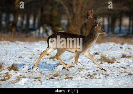 Fallow deer stag (Cervus dama / Dama dama) running in forest in the snow in winter, Denmark Stock Photo