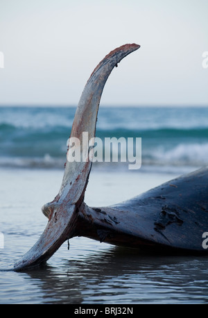 Stranded Pilot Whale Stock Photo