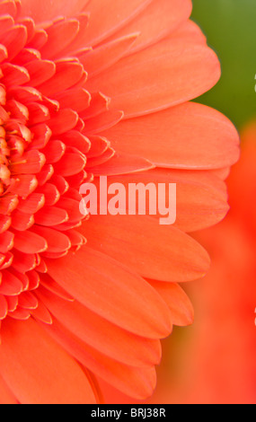 gerbera flower, close up Stock Photo