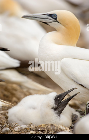 Gannet chick with parent Stock Photo