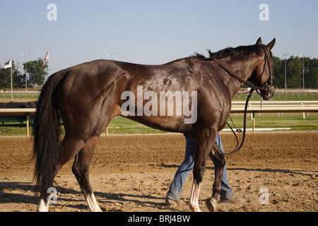 Thoroughbred cooling down after finishing race at Colonial Downs, Virginia. July 2010 Stock Photo