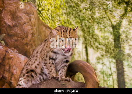Geoffroy's Cat (Leopardus geoffroyi) is a small wild cat in the southern and central regions of South America. Stock Photo