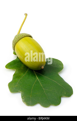 Acorn on an Oak Leaf Stock Photo