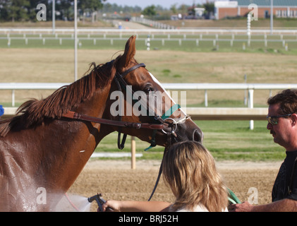 Thoroughbred racehorse being cooled down after the race at Colonial Downs, Virginia, USA. July 2010 Stock Photo