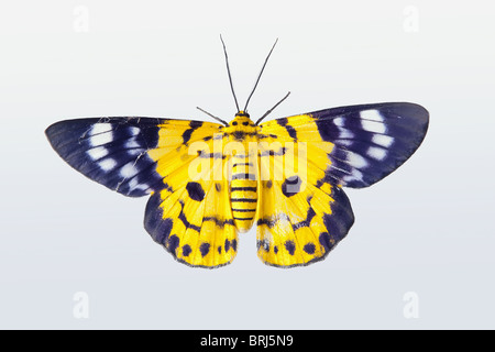 Exotic yellow butterfly on a white backgroud Stock Photo