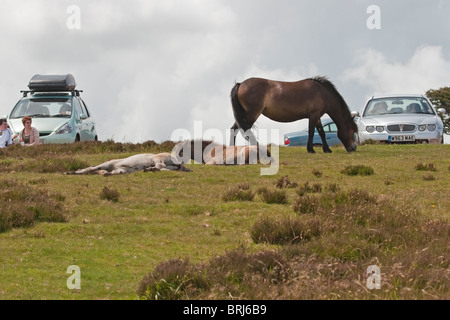 Exmoor ponies visiting  the car park on Porlock Hill in North Devon. Stock Photo