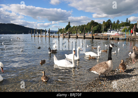 SWANS, DUCKS AND GEESE WANT FEEDING ON LAKE WINDERMERE IN BOWNESS, LAKE DISTRICT. Stock Photo