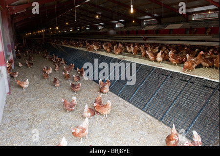 Inside a Free Range egg unit. Stock Photo
