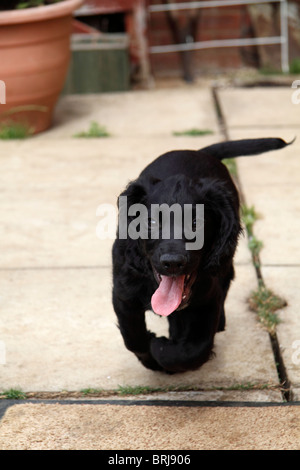 Black Cocker Spaniel Puppy Stock Photo