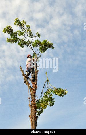 "Tree surgeon" with chainsaw and safety gear at top of sycamore tree cutting of branches before felling the tree Stock Photo