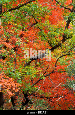 Fall color, bigtooth maples and chinquapin oaks, McKittreick Canyon, Guadalupe Mountains National Park, Texas. Stock Photo