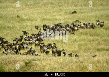 Wildebeests in the Masai Mara, Kenya Stock Photo
