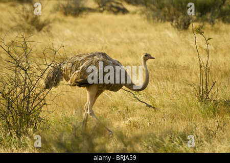 Female Somali ostrich walking, Samburu, Kenya Stock Photo
