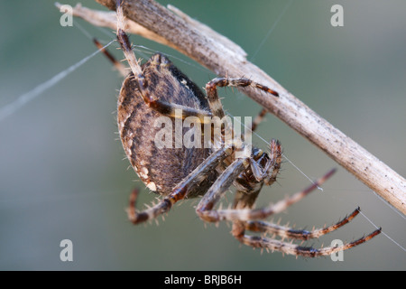 spider web spinning web Stock Photo