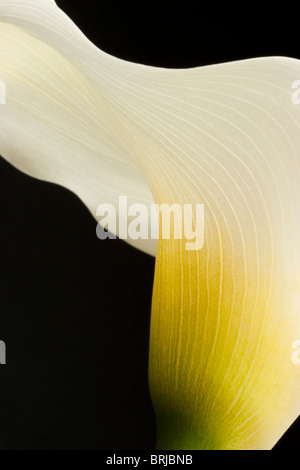 close up of arum lily showing translucent quality Stock Photo