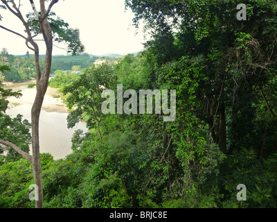 The tropical rain forests of the world continue to shrink in size due to the exploitation by mankind. Stock Photo