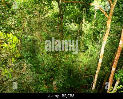 The tropical rain forests of the world continue to shrink in size due to the exploitation by mankind. Stock Photo
