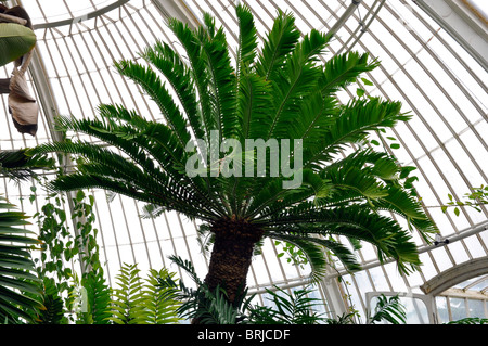 Encephalartos altensteinii at Kew, one of the oldest pot plants in the world. From the Eastern Cape South Africa 1770. Stock Photo