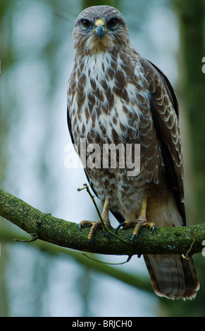 Wild Common Buzzard (buteo buteo) perched on branch, looking at camera. Stock Photo