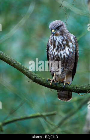 Wild Common Buzzard (buteo buteo) perched on branch, looking down. Stock Photo
