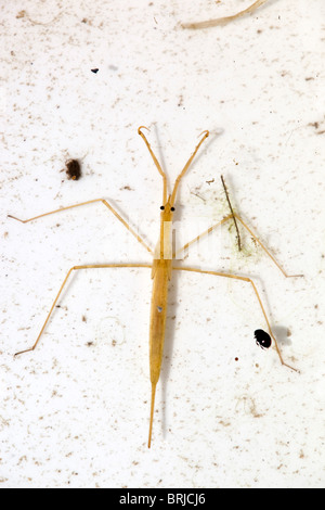 Water Stick Insect; Ranatra linearis Stock Photo